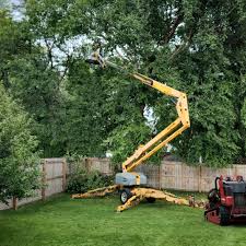 Best Root Management and Removal  in Oronoco, MN