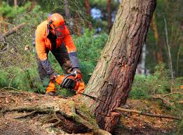 Best Root Management and Removal  in Oronoco, MN