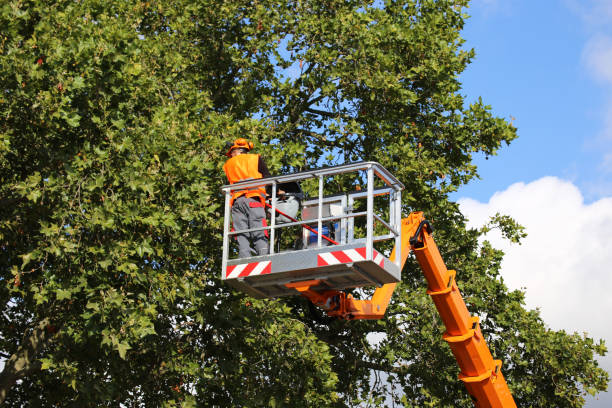 Best Tree Maintenance Programs  in Oronoco, MN