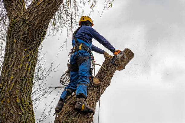 Best Tree Health Inspection  in Oronoco, MN