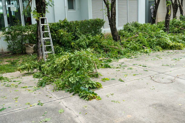 Best Palm Tree Trimming  in Oronoco, MN