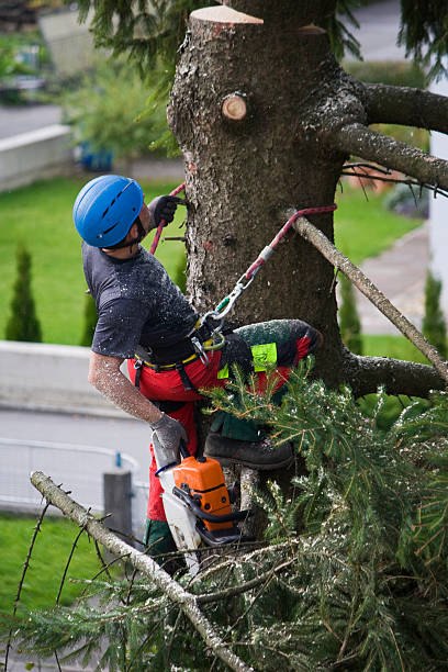 Best Emergency Tree Removal  in Oronoco, MN