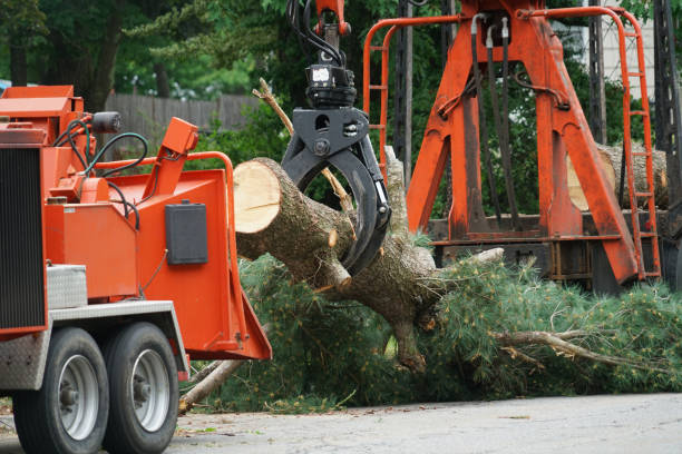 Best Hazardous Tree Removal  in Oronoco, MN