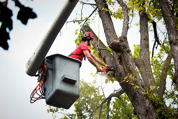 Best Tree Mulching  in Oronoco, MN